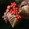 가막살나무 | Viburnum dilatatum Thunberg