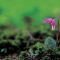 풍선난초 | Calypso bulbosa (Linne) Reichb. fil.