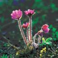 노루귀 | Hepatica asiatica Nakai