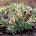 노랑할미꽃 | Pulsatilla cernua Spreng. var. koreana (Nakai) Y. Lee for. flava Y. Lee